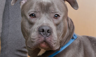 The WTKA Top-Dog-of-the-Week is Dill!