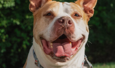 The Ann Arbor’s 107one Pet-of-the-week is Eugene!