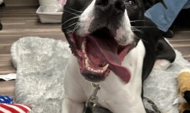 The Ann Arbor’s 107one Pet-of-the-week is Feta!