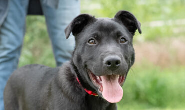 The Lucy Ann Lance Show Pet-of-the-Week is Ford!