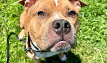 The Ann Arbor’s 107one Pet-of-the-week is Gus!