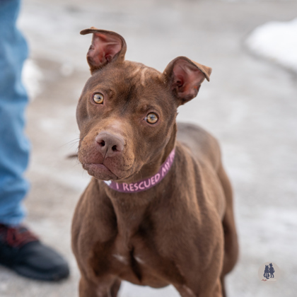 hannah banana - HSHV