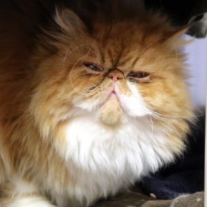 Kernel the cat