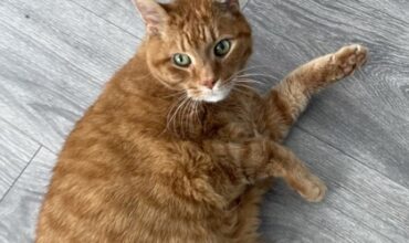 The Lucy Ann Lance Show Pet-of-the-Week is Kitty Kitty Boom Boom!