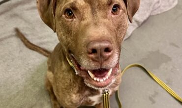 The Ann Arbor’s 107one Pet-of-the-week is Kodak!