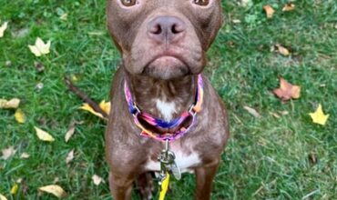 The WTKA Top-Dog-of-the-Week is Ladybug!