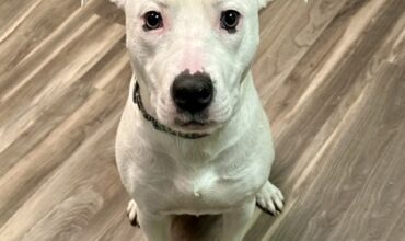 The Ann Arbor’s 107one Pet-of-the-week is Lovage!