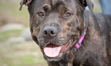 The Lucy Ann Lance Show Pet-of-the-Week is Marlo!