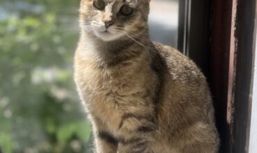 The Ann Arbor’s 107one Pet-of-the-week is Mary Linda