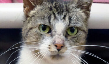 The Lucy Ann Lance Show Pet-of-the-Week is Monkey!