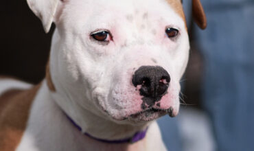 The Lucy Ann Lance Show Pet-of-the-Week is Moose Tracks!