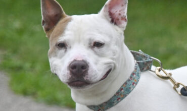 The WTKA Top-Dog-of-the-Week is Nellie!