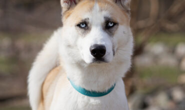 The Lucy Ann Lance Show Pet-of-the-Week is Nikita!