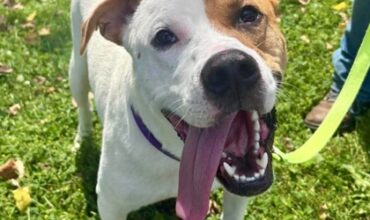 The Ann Arbor’s 107one Pet-of-the-week is Oats!
