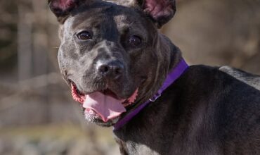 The WTKA Top-Dog-of-the-Week is Osta!