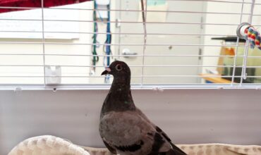 The Ann Arbor’s 107one Pet-of-the-week is Pidgeot!
