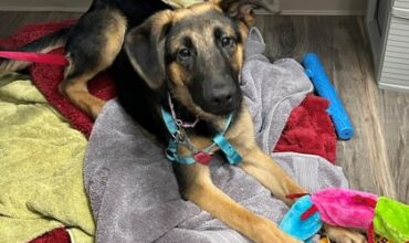 The WTKA Top-Dog-of-the-Week is Pluto!