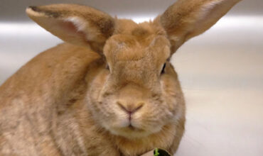 The Ann Arbor’s 107one Pet-of-the-week is Pythagoras!