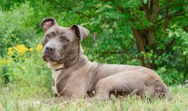 The WTKA Top-Dog-of-the-Week is Queso!