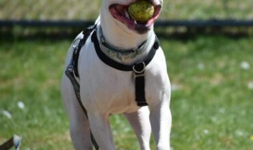 The Lucy Ann Lance Show Pet-of-the-Week is Raine