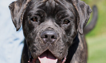 The WTKA Top-Dog-of-the-Week is Rocco!