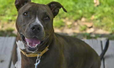 The WTKA Top-Dog-of-the-Week is Sandra!