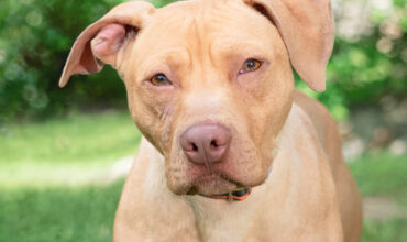 The Lucy Ann Lance Show Pet-of-the-Week is Scrabble!