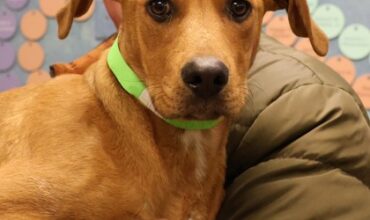 The Lucy Ann Lance Show Pet-of-the-Week is Shenanigans!