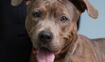 The Ann Arbor’s 107one Pet-of-the-week is Tarragon!