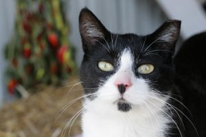 black and white cat with ear tip