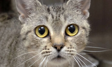 The Lucy Ann Lance Show Pet-of-the-Week is Torta!