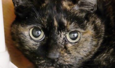 The Ann Arbor’s 107one Pet-of-the-week is Tortellini!