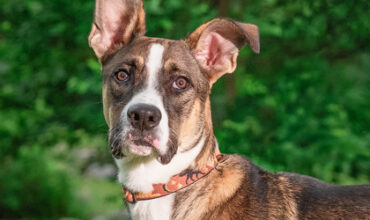 The WTKA Top-Dog-of-the-Week is Uke!