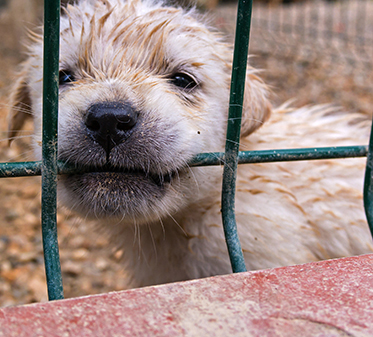 Pup in a cage puppy chewing on the bar of a cage