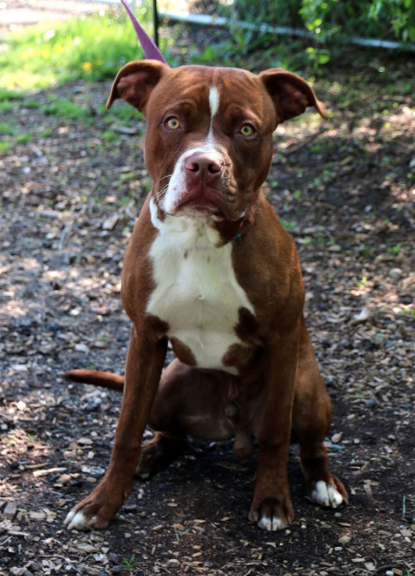 brown and white dog who's sitting, waiting