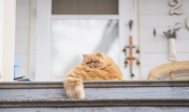 How to Transition Your Cat to an Indoor/Outdoor Lifestyle