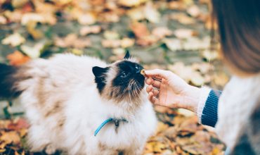 Training Cats with Positive Reinforcement