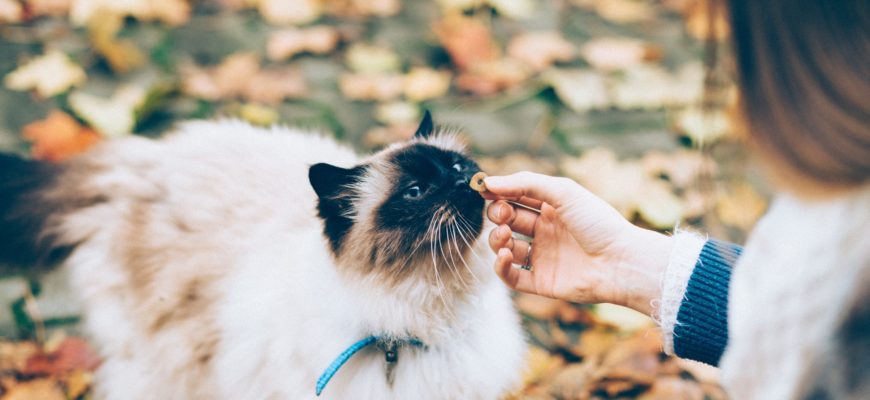 Training Cats with Positive Reinforcement