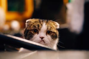 unhappy cat with ears back