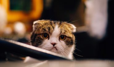 Petting-Induced or Overstimulation Aggression in Cats