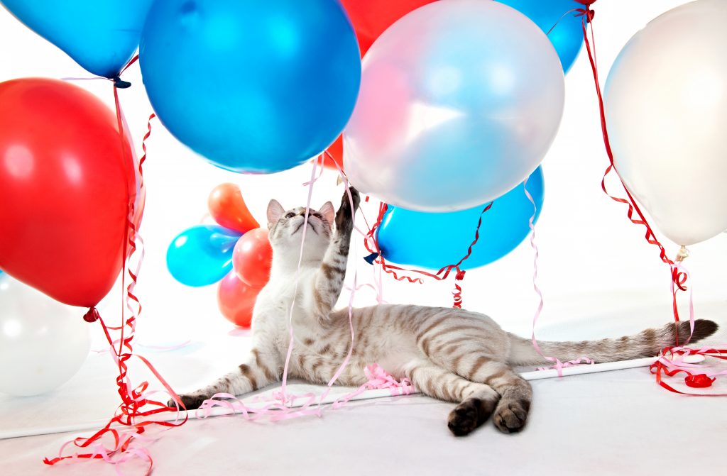 Cat playing with balloons