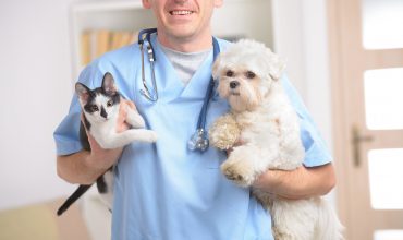 Top 10 Reasons to Spay or Neuter Your Pet