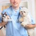 Top 10 Reasons to Spay or Neuter Your Pet