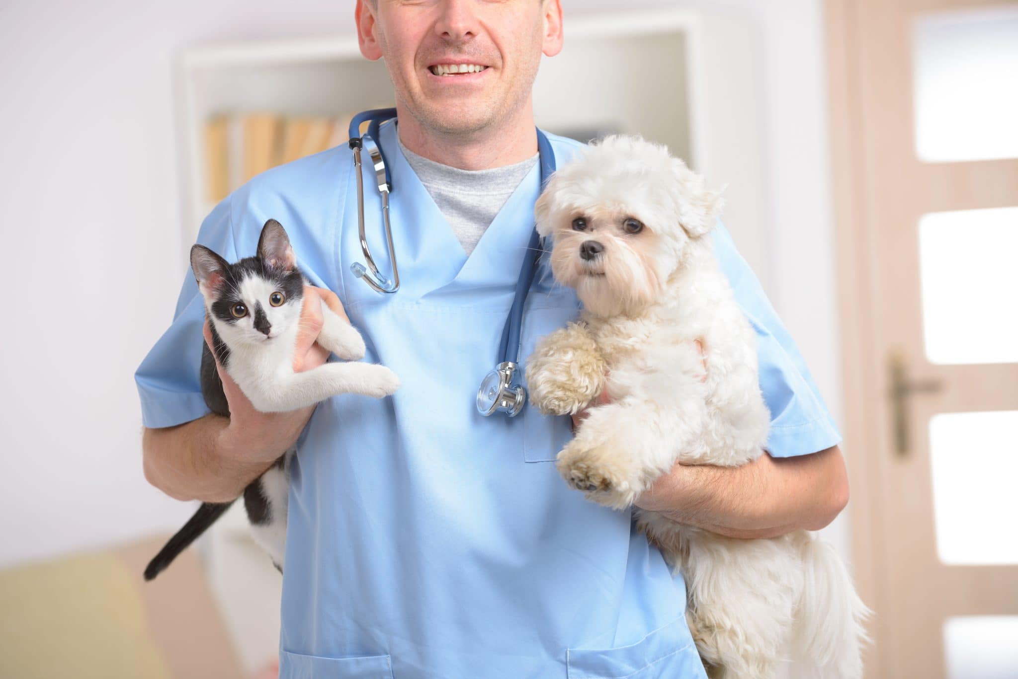 Top 10 Reasons to Spay or Neuter Your Pet - HSHV