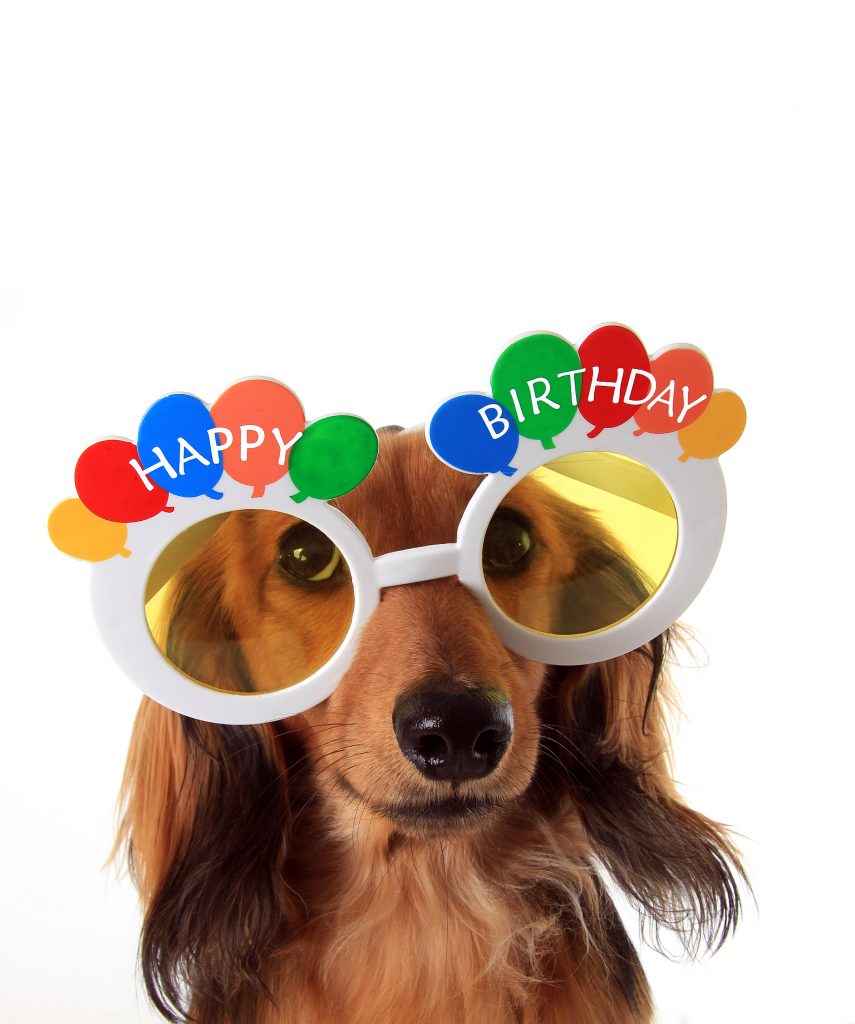 Dachshund puppy wearing Happy Birthday glasses