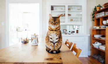 Keeping Cats off of Countertops