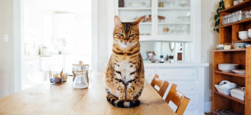 Keeping Cats off of Countertops