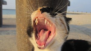 cat with his mouth open