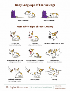 Body Language of Fear in Dogs by Dr. Sophia Yin