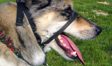 Desensitizing Dog to Head Halter